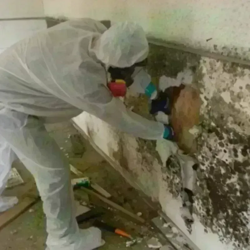 Mold Remediation and Removal in Zephyrhills North, FL